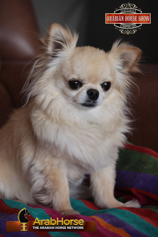 2014 Scottsdale Arabian Horse Show