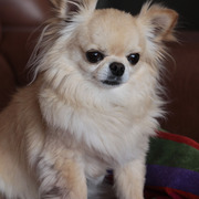 2014 Scottsdale Arabian Horse Show