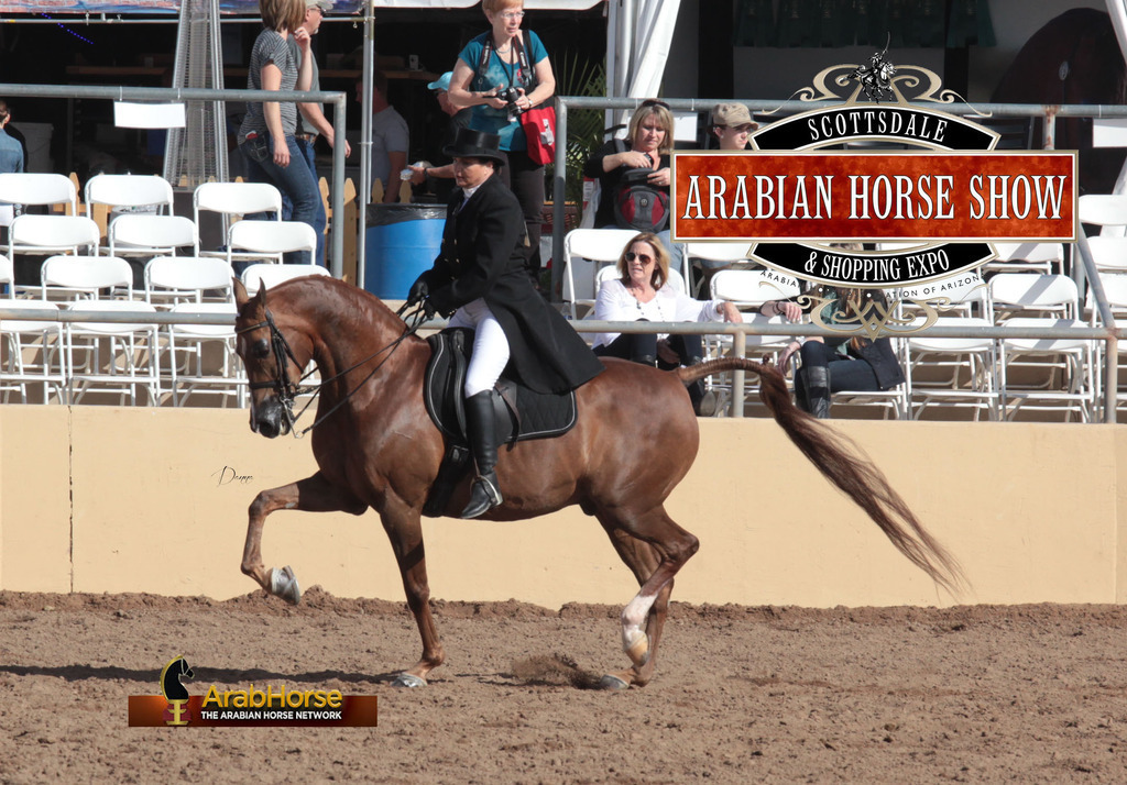 2014 Scottsdale Arabian Horse Show