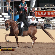 2014 Scottsdale Arabian Horse Show