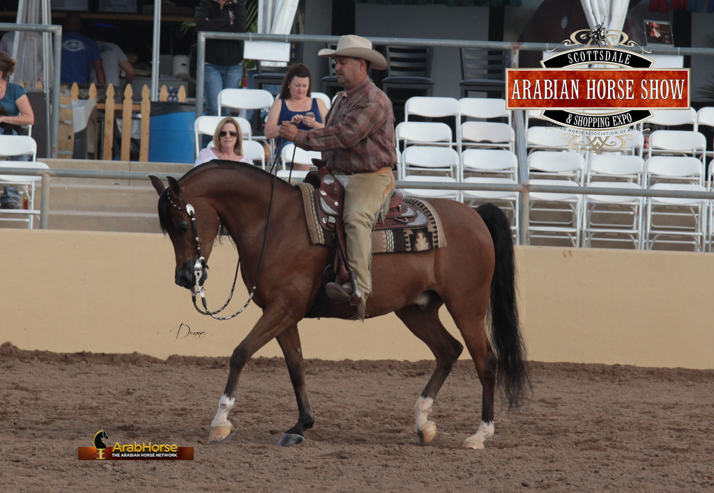 2014 Scottsdale Arabian Horse Show