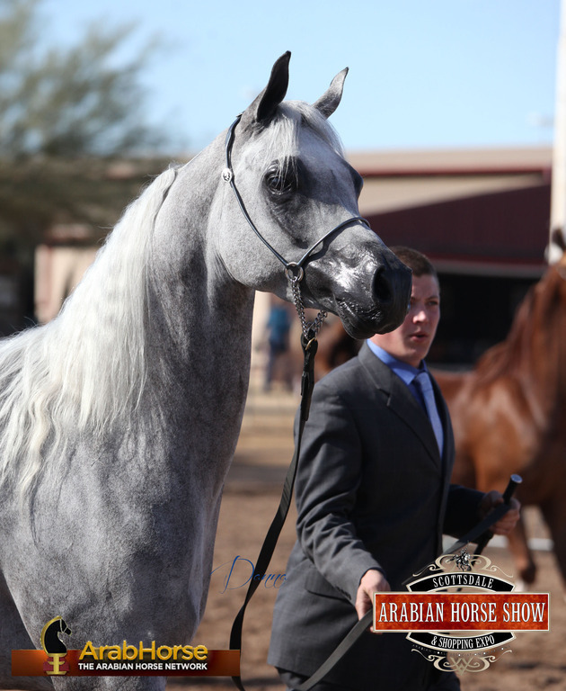2014 Scottsdale Arabian Horse Show