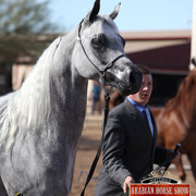 2014 Scottsdale Arabian Horse Show
