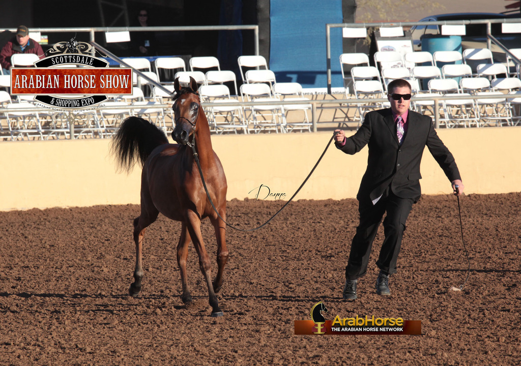 2014 Scottsdale Arabian Horse Show