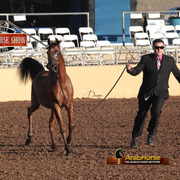 2014 Scottsdale Arabian Horse Show