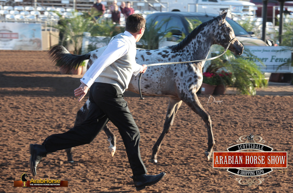 2014 Scottsdale Arabian Horse Show