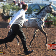 2014 Scottsdale Arabian Horse Show