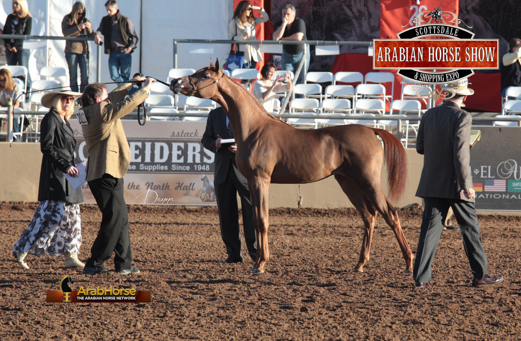 2014 Scottsdale Arabian Horse Show
