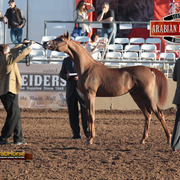 2014 Scottsdale Arabian Horse Show