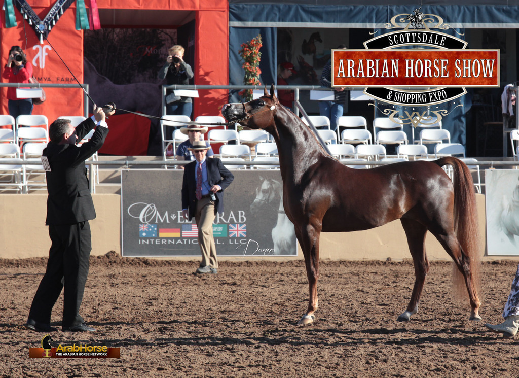 2014 Scottsdale Arabian Horse Show