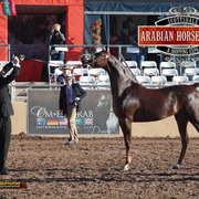 2014 Scottsdale Arabian Horse Show
