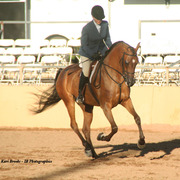 2014 Scottsdale Arabian Horse Show