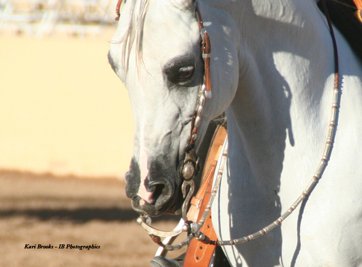 2014 Scottsdale Arabian Horse Show