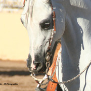 2014 Scottsdale Arabian Horse Show