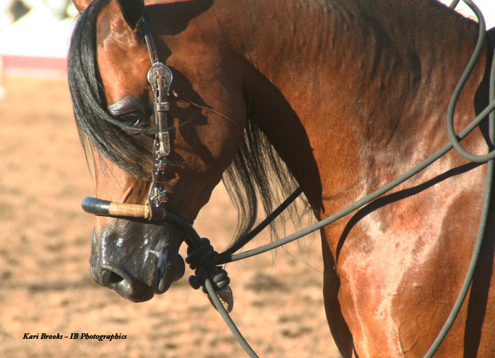 2014 Scottsdale Arabian Horse Show