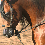 2014 Scottsdale Arabian Horse Show