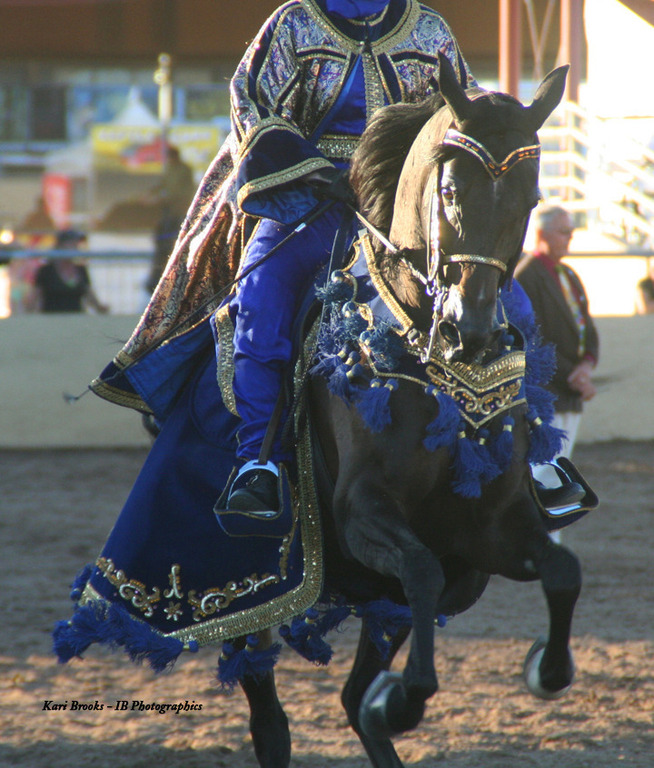 2014 Scottsdale Arabian Horse Show