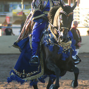 2014 Scottsdale Arabian Horse Show