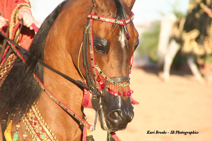 2014 Scottsdale Arabian Horse Show