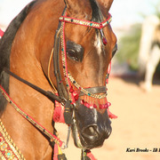 2014 Scottsdale Arabian Horse Show