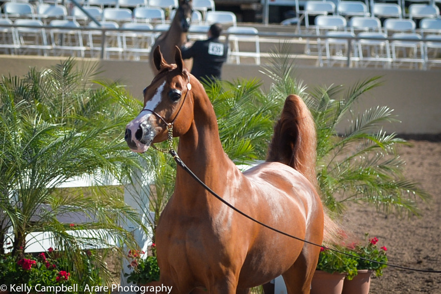 Kelly Campbell 2014 Scottsdale Arabian Horse Show