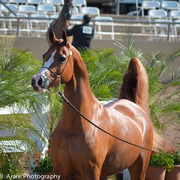 Kelly Campbell 2014 Scottsdale Arabian Horse Show
