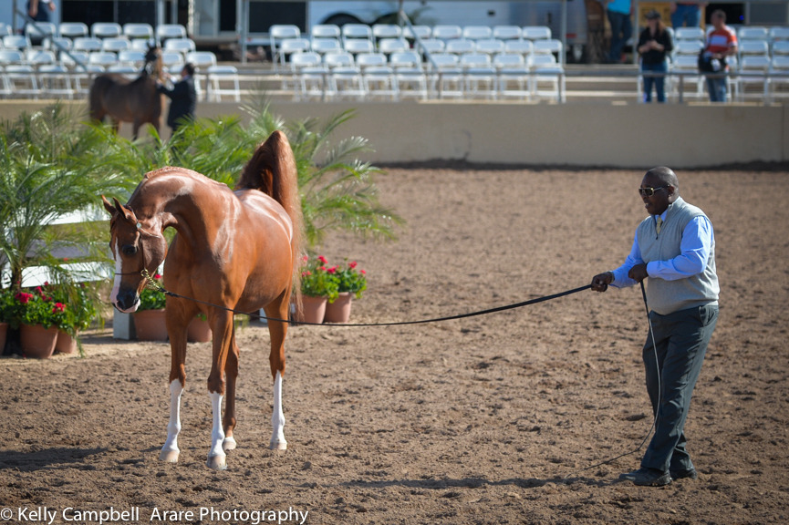 Kelly Campbell 2014 Scottsdale Arabian Horse Show