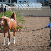 Kelly Campbell 2014 Scottsdale Arabian Horse Show