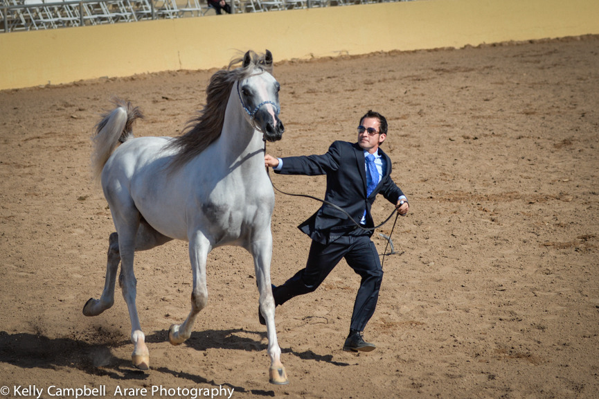 Kelly Campbell 2014 Scottsdale Arabian Horse Show