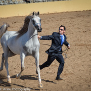 Kelly Campbell 2014 Scottsdale Arabian Horse Show