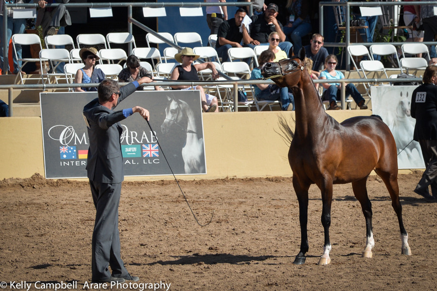 Kelly Campbell 2014 Scottsdale Arabian Horse Show