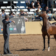 Kelly Campbell 2014 Scottsdale Arabian Horse Show