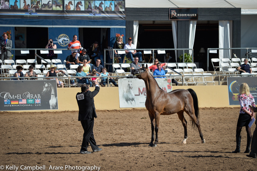 Kelly Campbell 2014 Scottsdale Arabian Horse Show