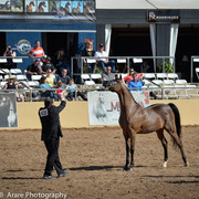 Kelly Campbell 2014 Scottsdale Arabian Horse Show