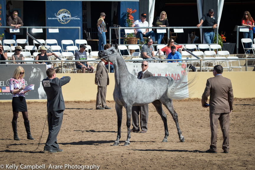 Kelly Campbell 2014 Scottsdale Arabian Horse Show