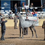 Kelly Campbell 2014 Scottsdale Arabian Horse Show