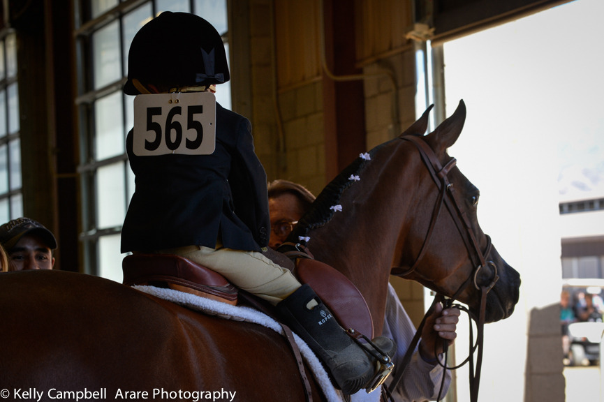 Kelly Campbell 2014 Scottsdale Arabian Horse Show