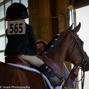 Kelly Campbell 2014 Scottsdale Arabian Horse Show