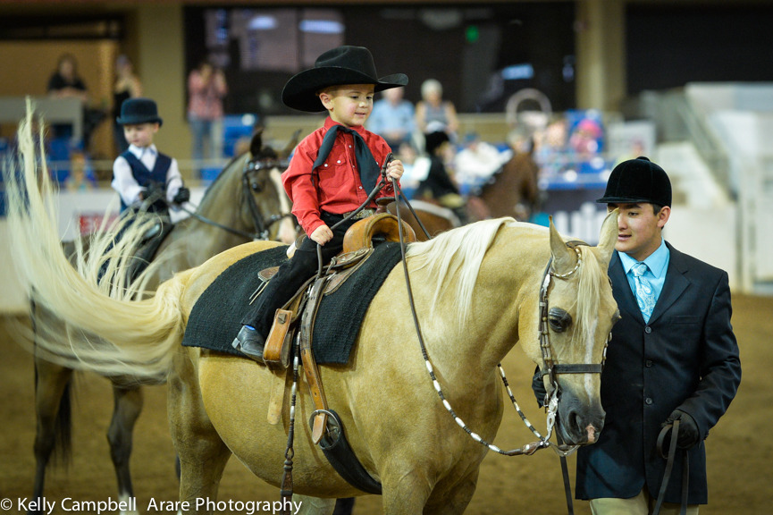 Kelly Campbell 2014 Scottsdale Arabian Horse Show