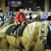Kelly Campbell 2014 Scottsdale Arabian Horse Show
