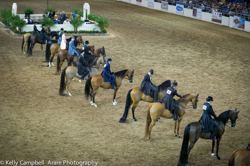 Kelly Campbell 2014 Scottsdale Arabian Horse Show