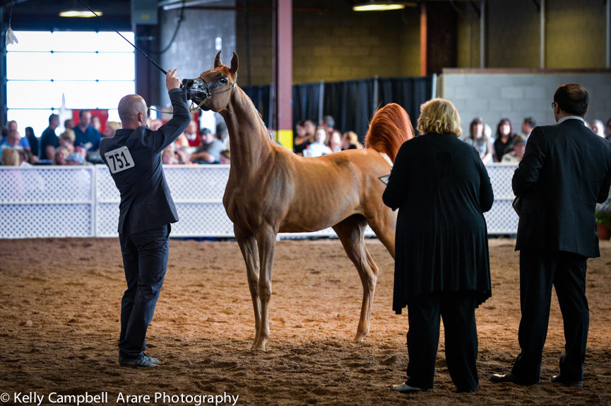 Kelly Campbell 2014 Scottsdale Arabian Horse Show