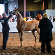 Kelly Campbell 2014 Scottsdale Arabian Horse Show