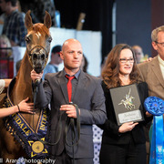 Kelly Campbell 2014 Scottsdale Arabian Horse Show