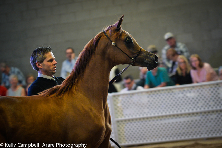 Kelly Campbell 2014 Scottsdale Arabian Horse Show