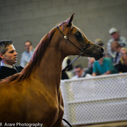 Kelly Campbell 2014 Scottsdale Arabian Horse Show