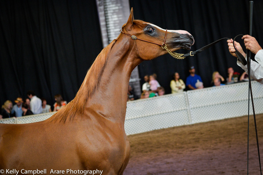 Kelly Campbell 2014 Scottsdale Arabian Horse Show