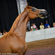 Kelly Campbell 2014 Scottsdale Arabian Horse Show