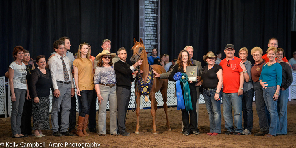 Kelly Campbell 2014 Scottsdale Arabian Horse Show