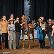 Kelly Campbell 2014 Scottsdale Arabian Horse Show